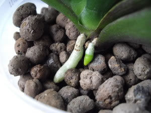 arcilla expandida / para cubiertas verdes / para zonas verdes