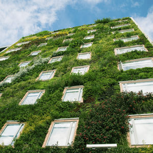 fachada vegetal de exterior / de panel modular / vegetal