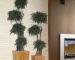 Plantas ornamentales