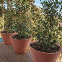 Maceta de jardín - Todos los fabricantes de la arquitectura y del