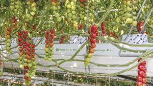 bolsa para cultivo