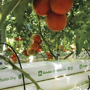 bolsa para cultivo