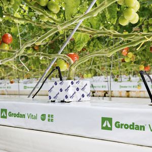 bolsa para cultivo