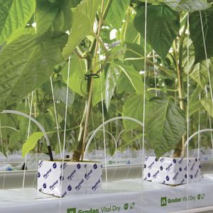 bolsa para cultivo