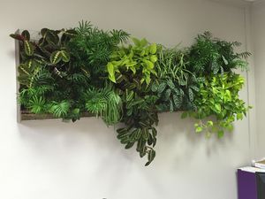muro vegetal de plantas naturales