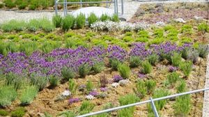 sistema de cubierta vegetal para tejado extensivo