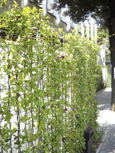 muro vegetal de plantas naturales