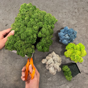 marco vegetal musgo