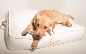 cojín para mascotas (perros y gatos)