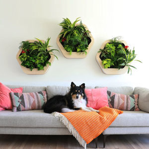 marco vegetal de plantas naturales