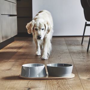 cuenco para perro de porcelana