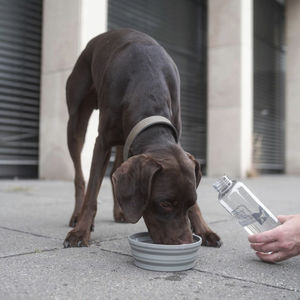 cuenco para perro de silicona