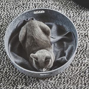 cesta para gatos de PET