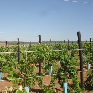 tutor para plantas de plástico