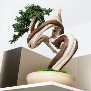 planta ornamental estabilizada