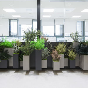 planta ornamental estabilizada