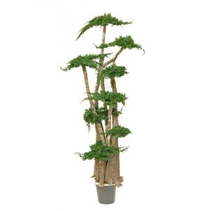 planta ornamental estabilizada