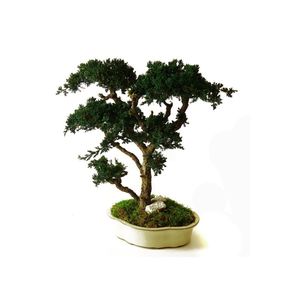 planta ornamental estabilizada