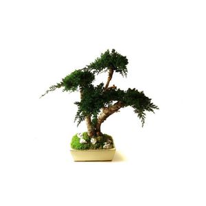 planta ornamental estabilizada
