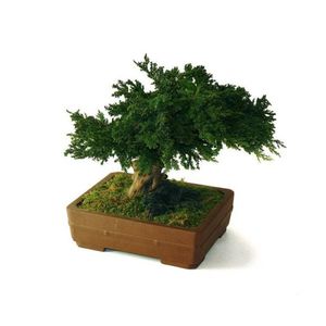 planta ornamental estabilizada