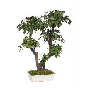 planta ornamental estabilizada