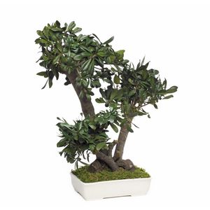 planta ornamental estabilizada