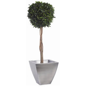 planta ornamental estabilizada