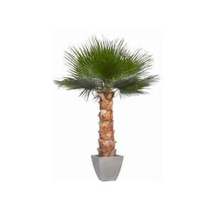 planta ornamental estabilizada