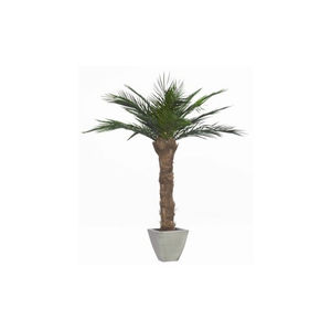 planta ornamental estabilizada