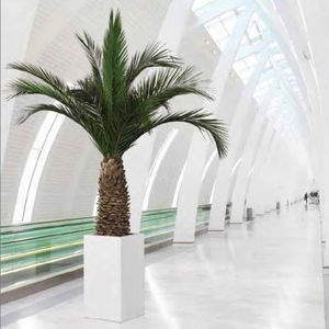 planta ornamental estabilizada