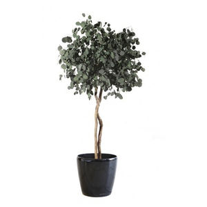 planta ornamental estabilizada