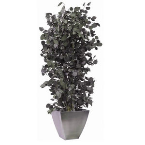 planta ornamental estabilizada