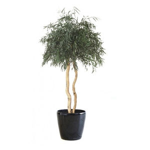 planta ornamental estabilizada