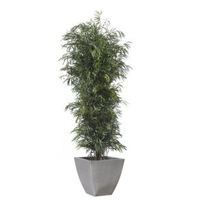 planta ornamental estabilizada