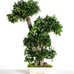 planta ornamental estabilizada