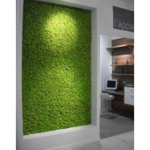 marco vegetal estabilizado
