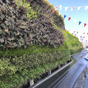 muro vegetal de plantas naturales