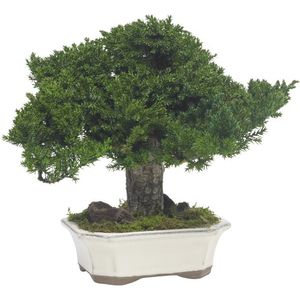 planta ornamental estabilizada