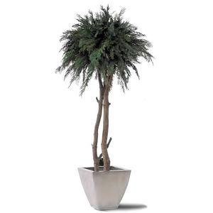 planta ornamental estabilizada