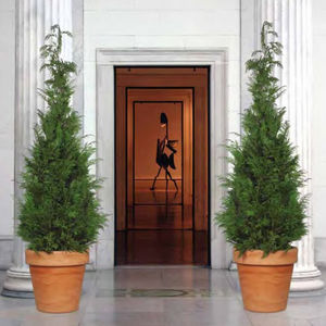 planta ornamental estabilizada