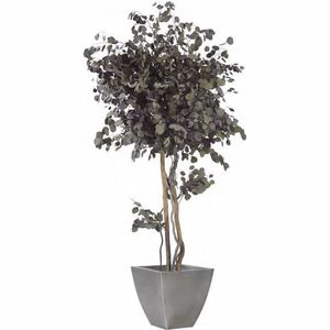 planta ornamental estabilizada
