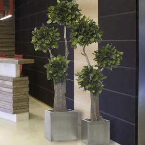 planta ornamental estabilizada
