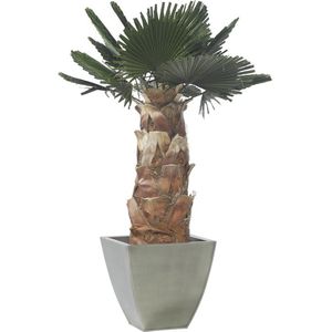 planta ornamental estabilizada