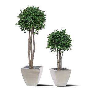 planta ornamental estabilizada