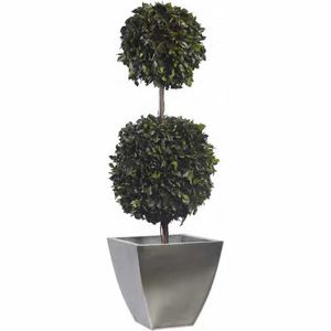 planta ornamental estabilizada