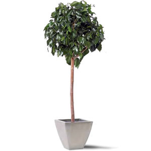 planta ornamental estabilizada