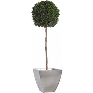 planta ornamental estabilizada