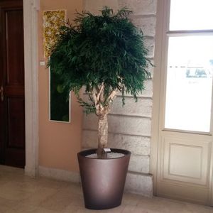 planta ornamental estabilizada