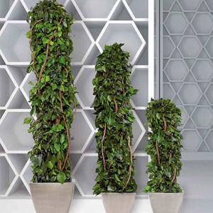 planta ornamental estabilizada