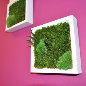 marco vegetal estabilizado